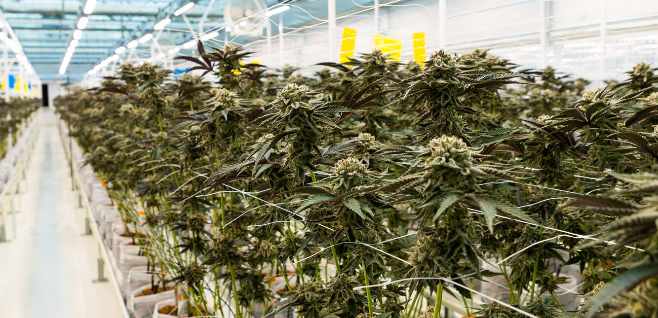 Post-harvest Processing Unit
