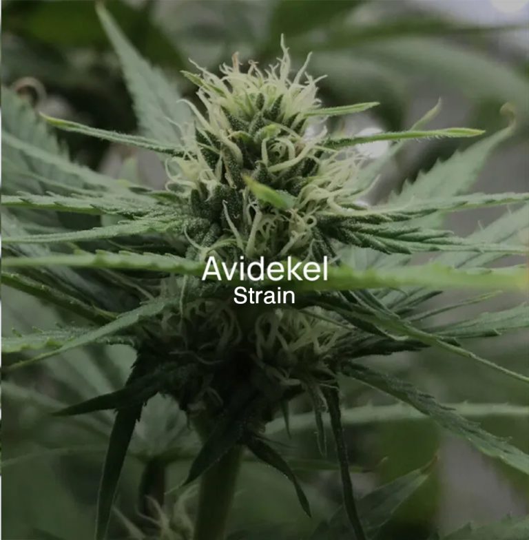 Avidekel new