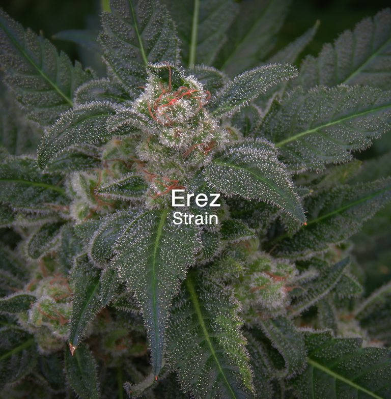 Erez new