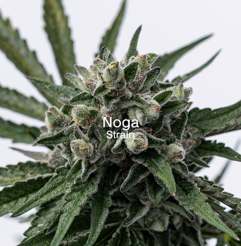 Noga