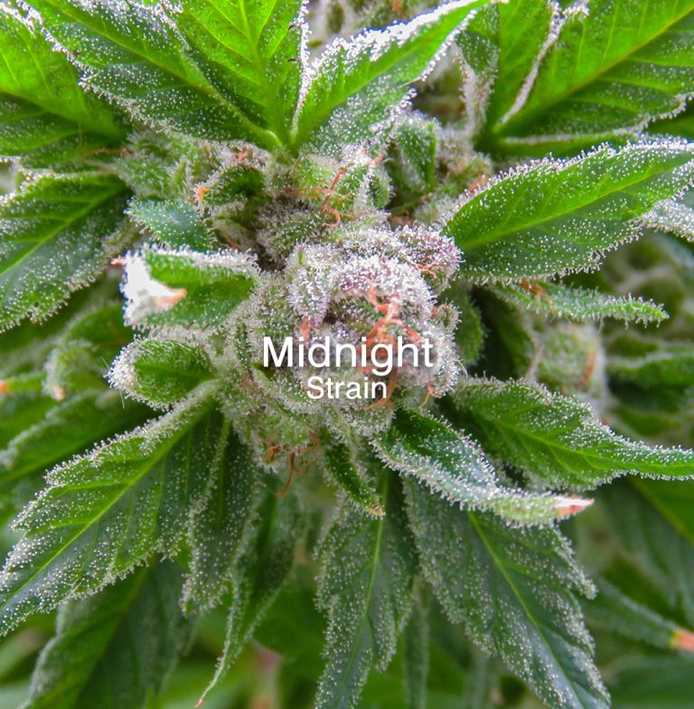Midnight new