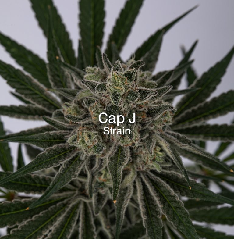 Cap J el