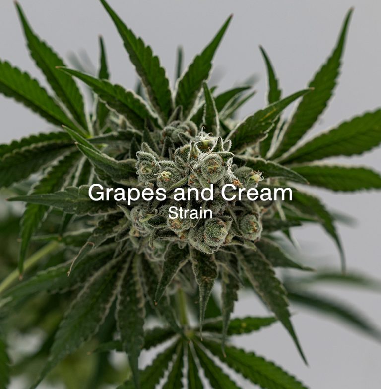 Grapes NC new