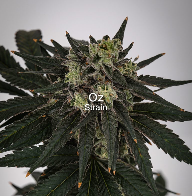 OZ new el